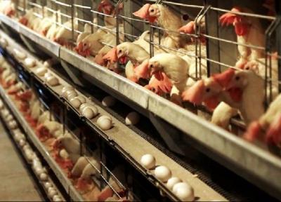 چرا مرغ و تخم مرغ گران شد؟