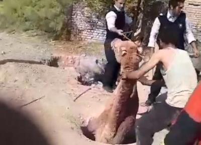 فیلم باورنکردنی از بیرون کشیدن شتر گرفتار در چاه، در تهران رخ داد