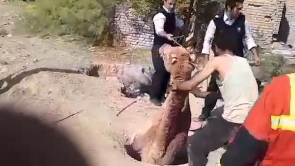 فیلم باورنکردنی از بیرون کشیدن شتر گرفتار در چاه، در تهران رخ داد