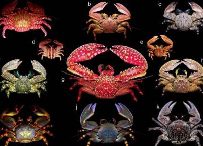 جانداران در حال تکامل به سمت خرچنگ شدن هستند!