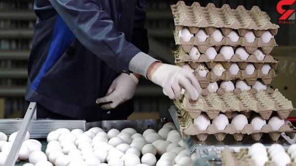 قیمت تخم مرغ کاهشی شد ، یک شانه تخم مرغ چند؟